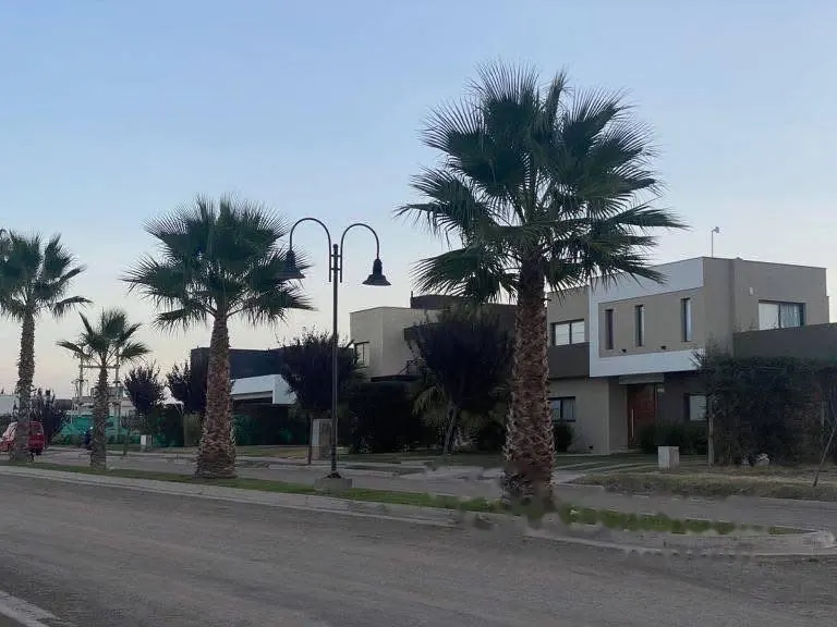 Calle con palmeras y casas
