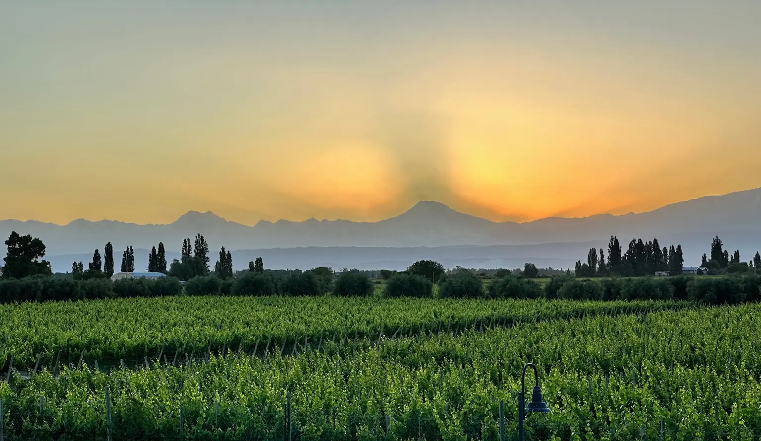 Viñedo al atardecer con Los Andes de fondo