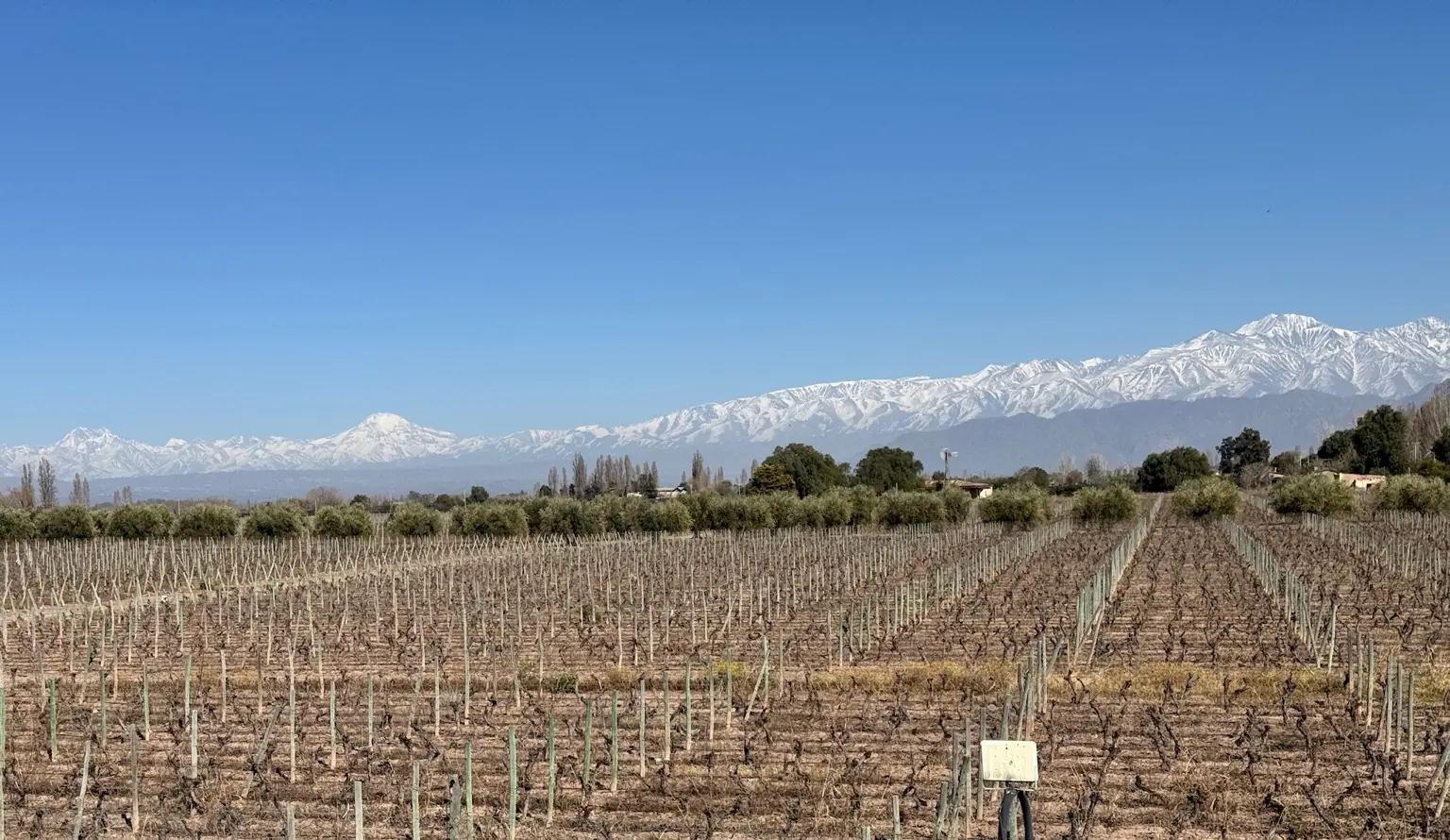 Viñedo con la cordillera nevada de fondo